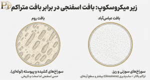 بررسی میکروسکوپی بافت تراورتن عباسآباد در برابر تراورتن رومی - تفاوت در Glossiness و تراکم.